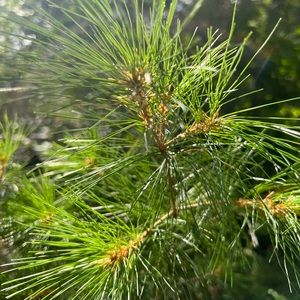 Meet your Posher, Steffani